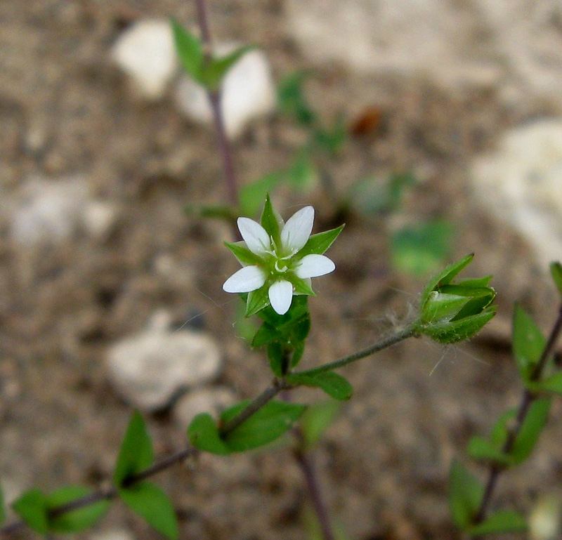 Image of Arenaria uralensis specimen.