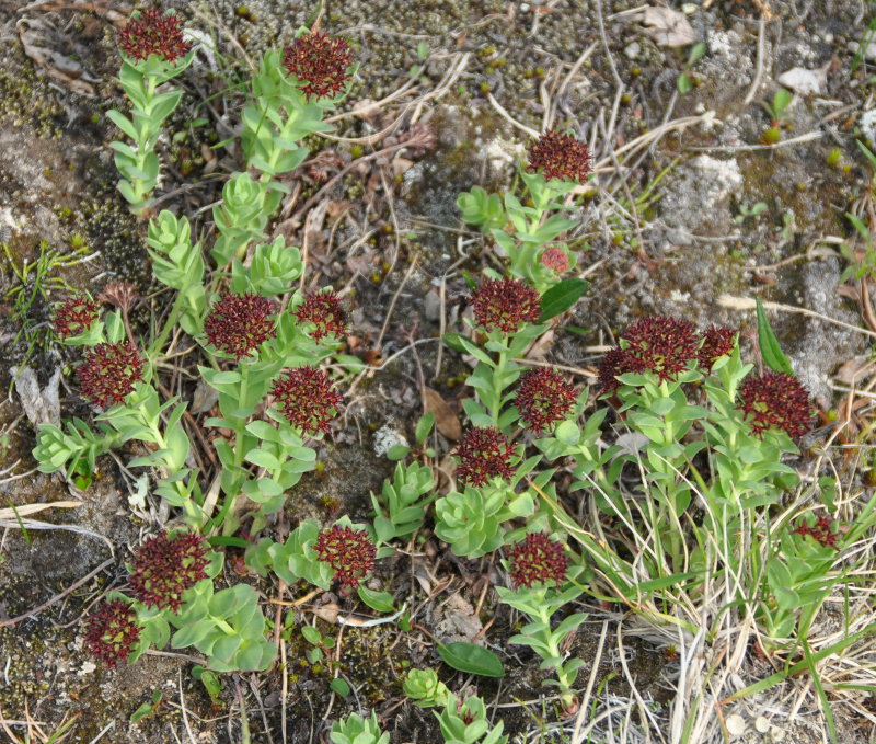 Image of Rhodiola integrifolia specimen.