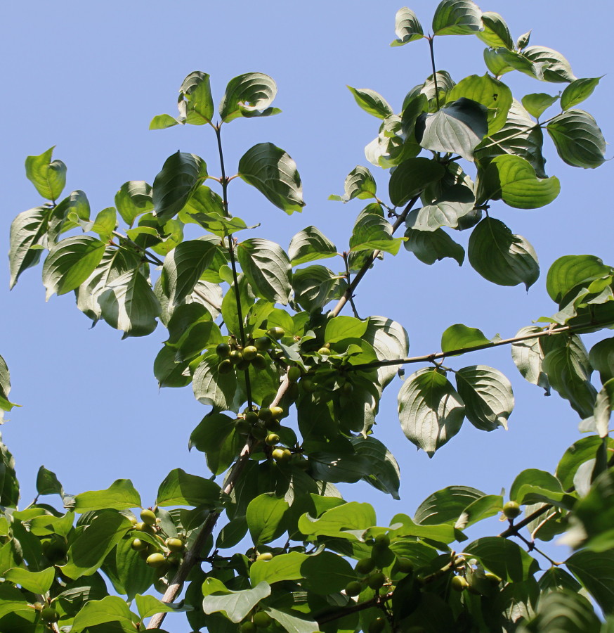 Изображение особи Cornus officinalis.