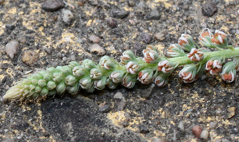 Image of Caylusea abyssinica specimen.