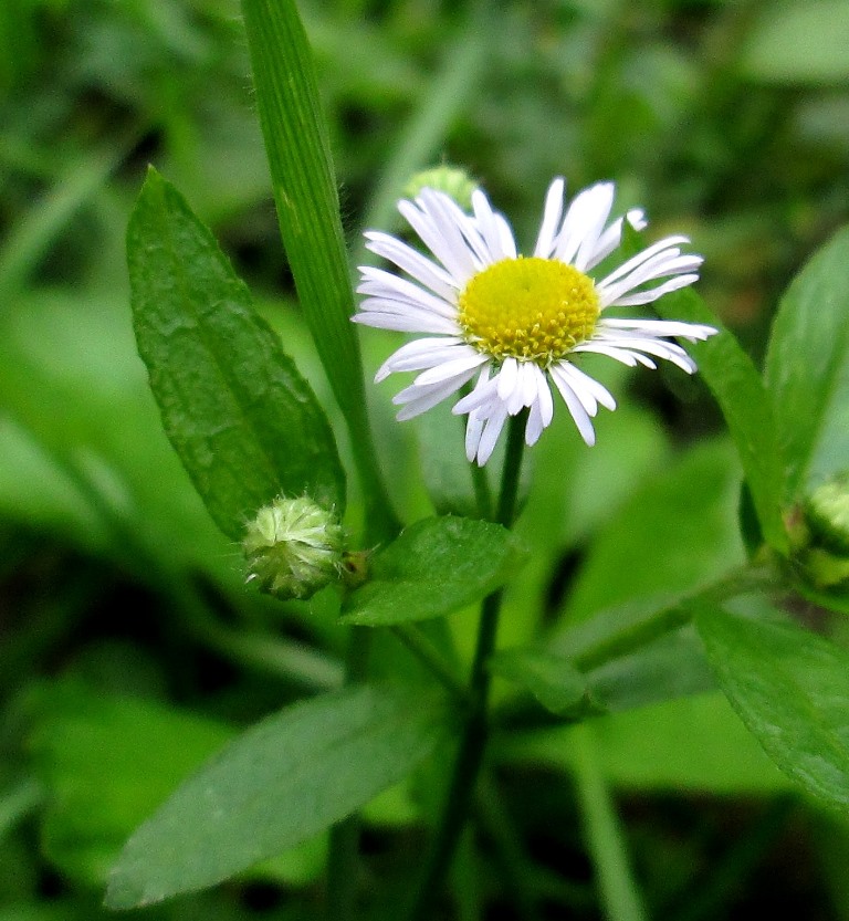 Image of Erigeron annuus specimen.