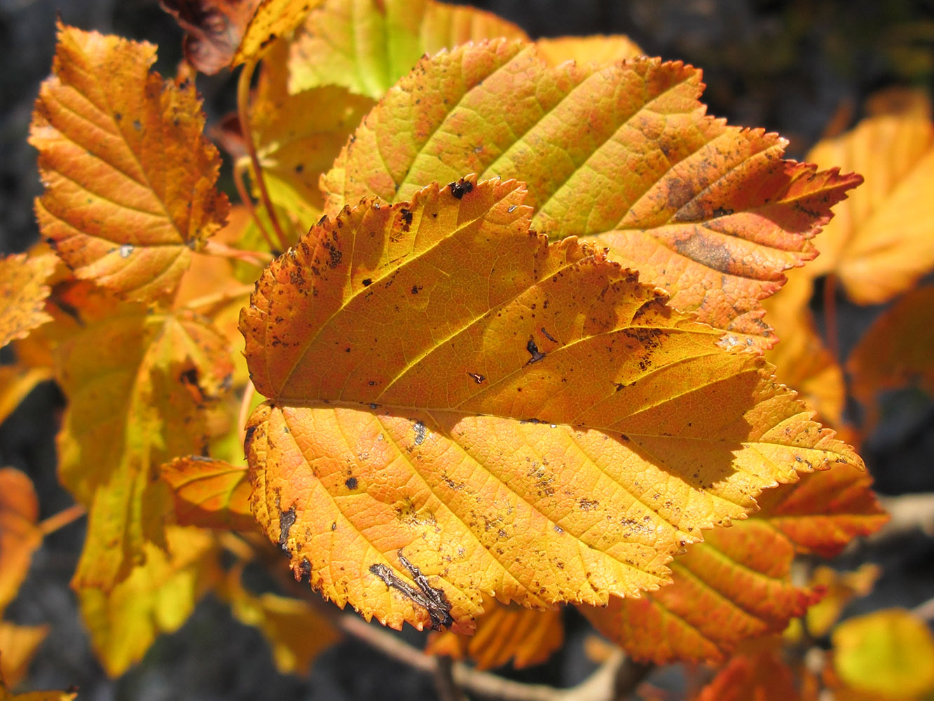 Изображение особи Carpinus betulus.