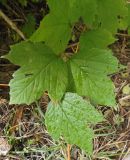 Viburnum opulus. Листья на верхушке побега. Украина, г. Запорожье, сырой участок, возле ручья, под деревьями. 29.09.2013.