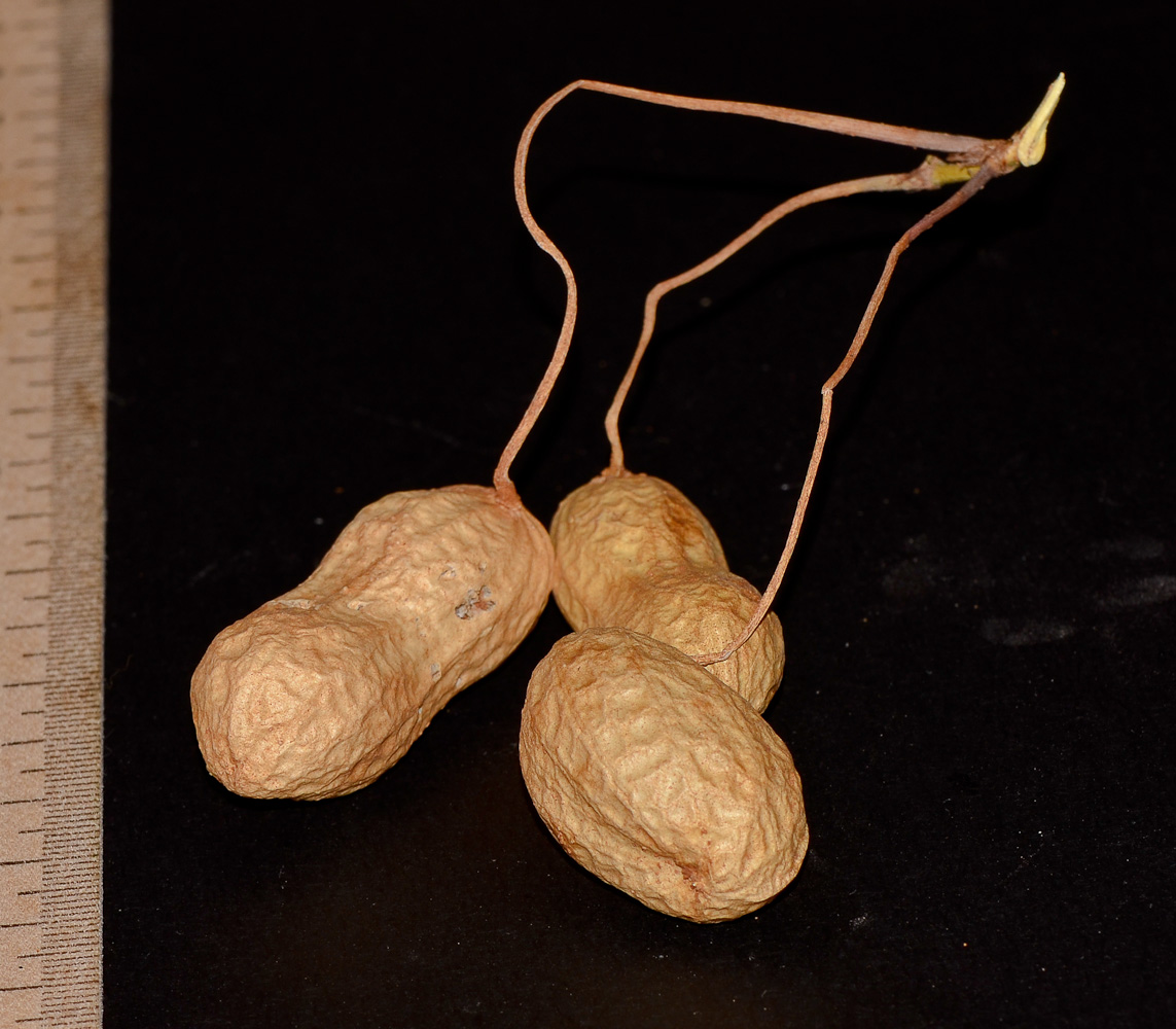 Image of Arachis hypogaea specimen.