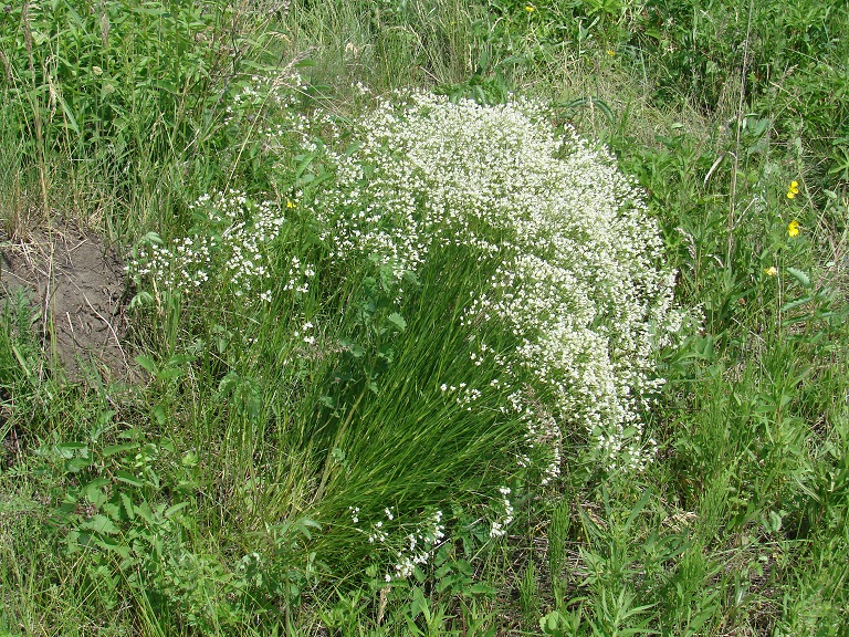 Image of Eremogone saxatilis specimen.