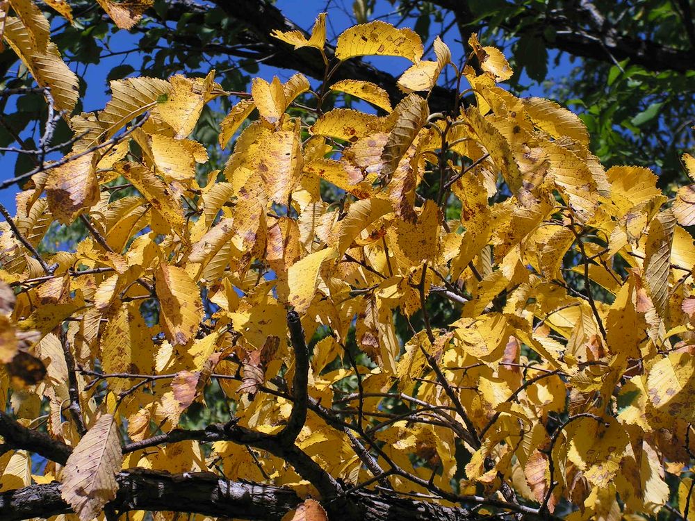 Image of Ulmus japonica specimen.