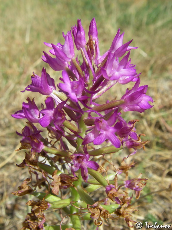 Изображение особи Anacamptis pyramidalis.