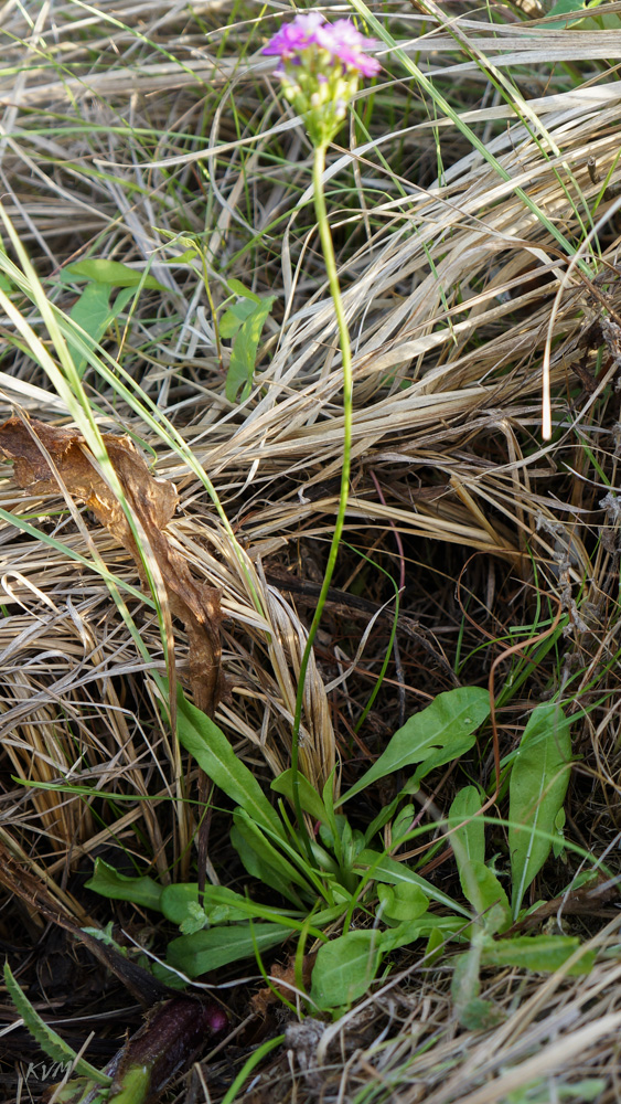 Image of Primula longiscapa specimen.