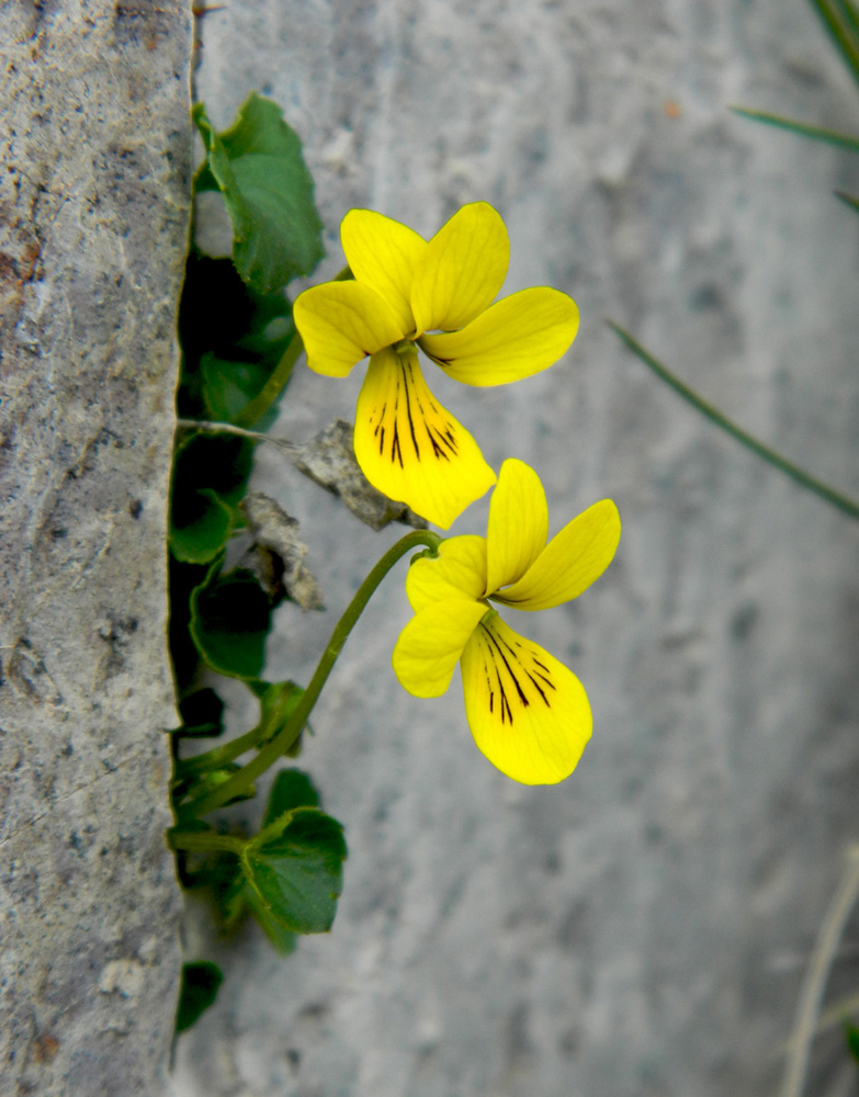 Image of Viola caucasica specimen.