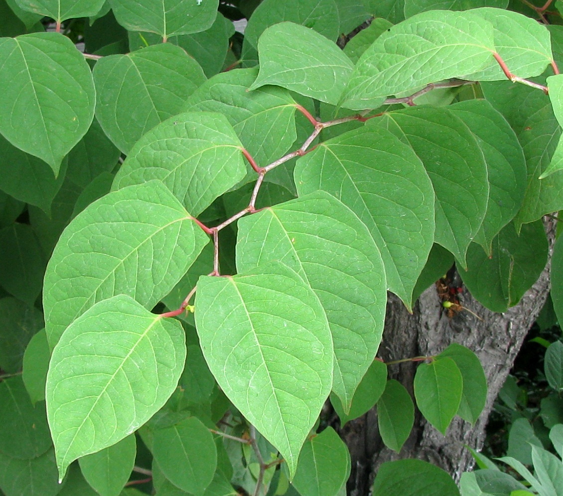 Image of Reynoutria japonica specimen.