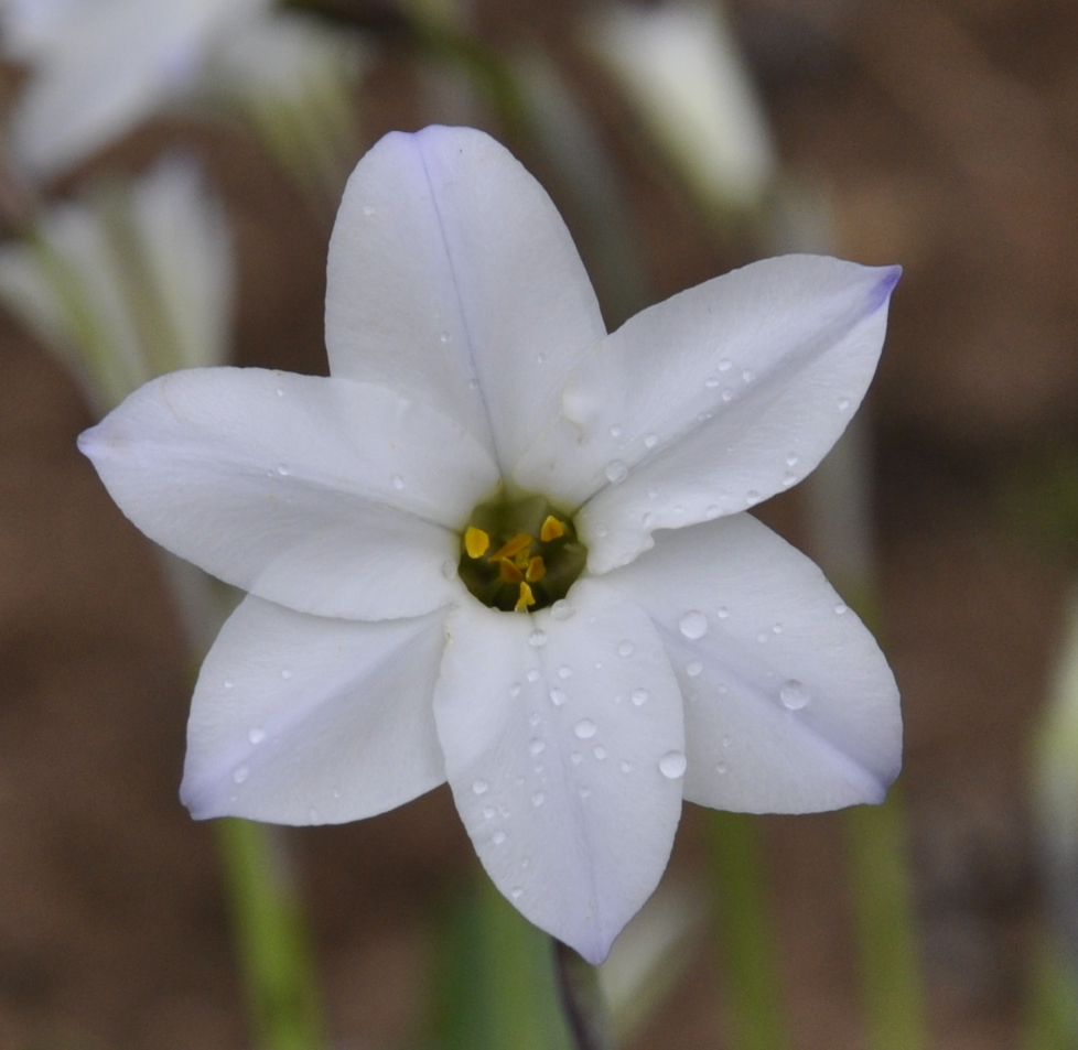 Изображение особи Ipheion uniflorum.