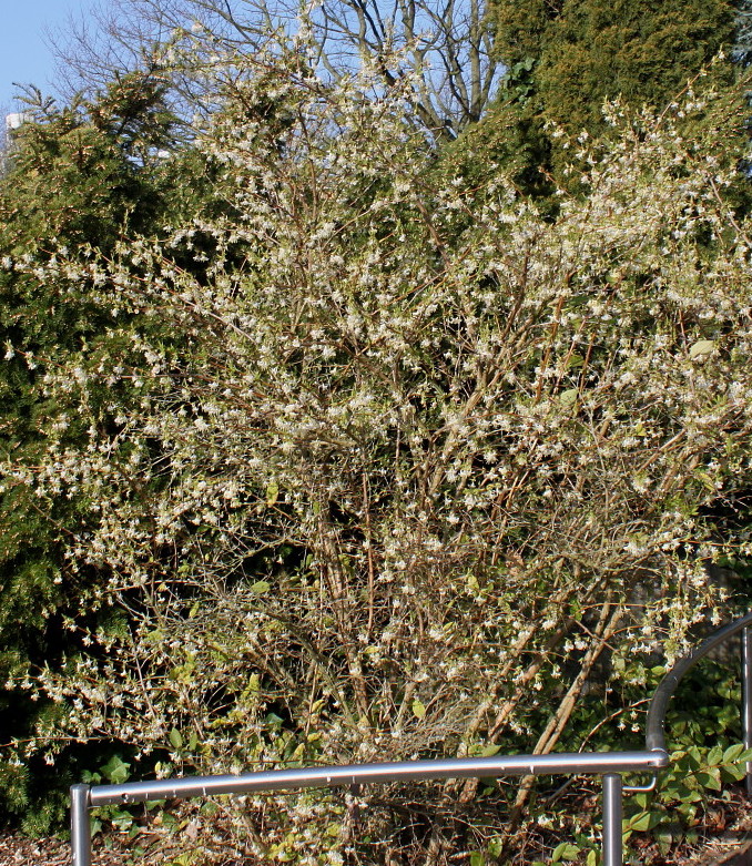 Image of Lonicera &times; purpusii specimen.