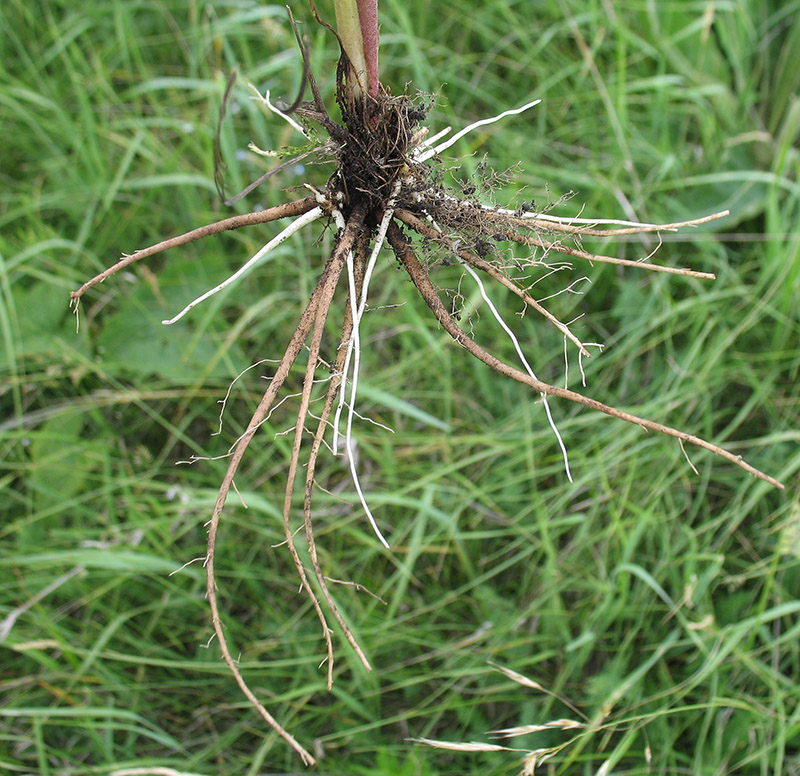 Image of Valeriana rossica specimen.