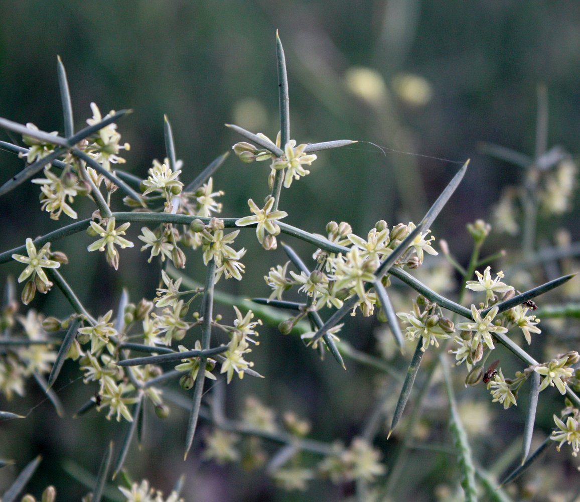 Image of Asparagus horridus specimen.