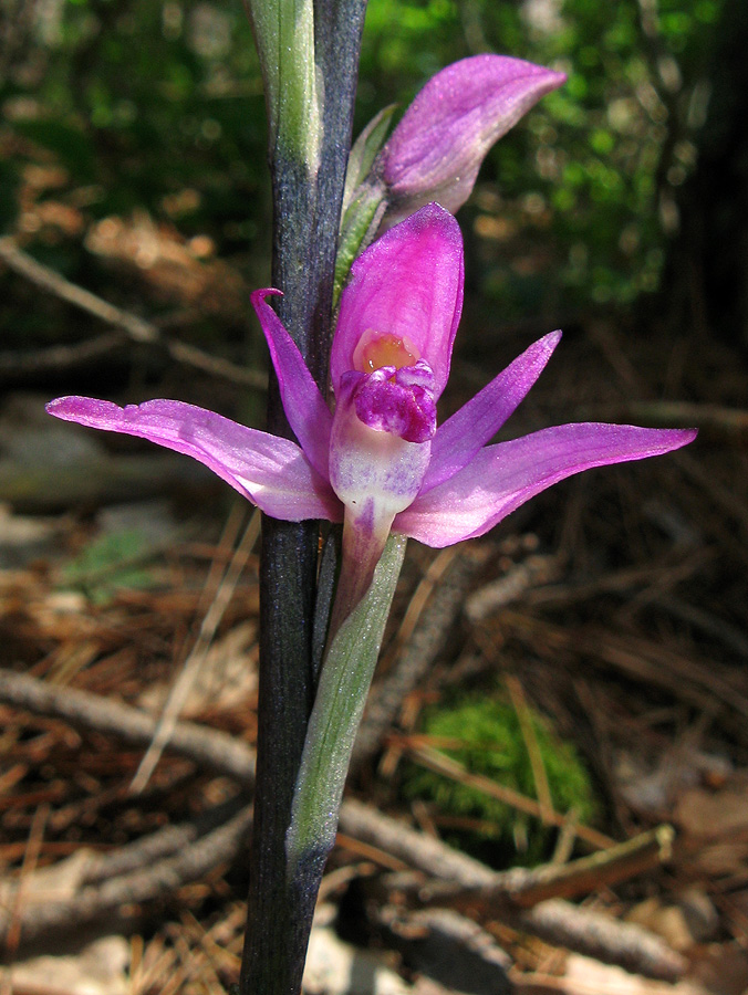 Image of Limodorum abortivum var. rubrum specimen.