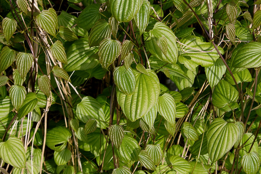 Изображение особи Dioscorea villosa.