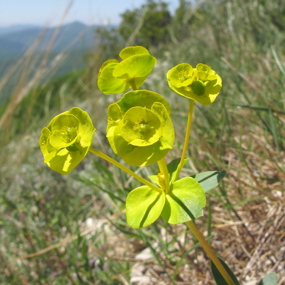 Image of Euphorbia petrophila specimen.