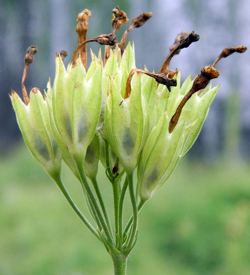 Изображение особи Primula veris.