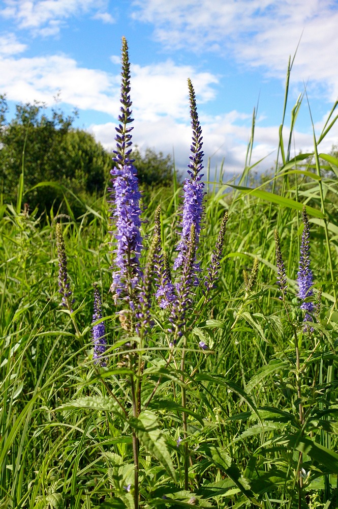 Изображение особи Veronica longifolia.