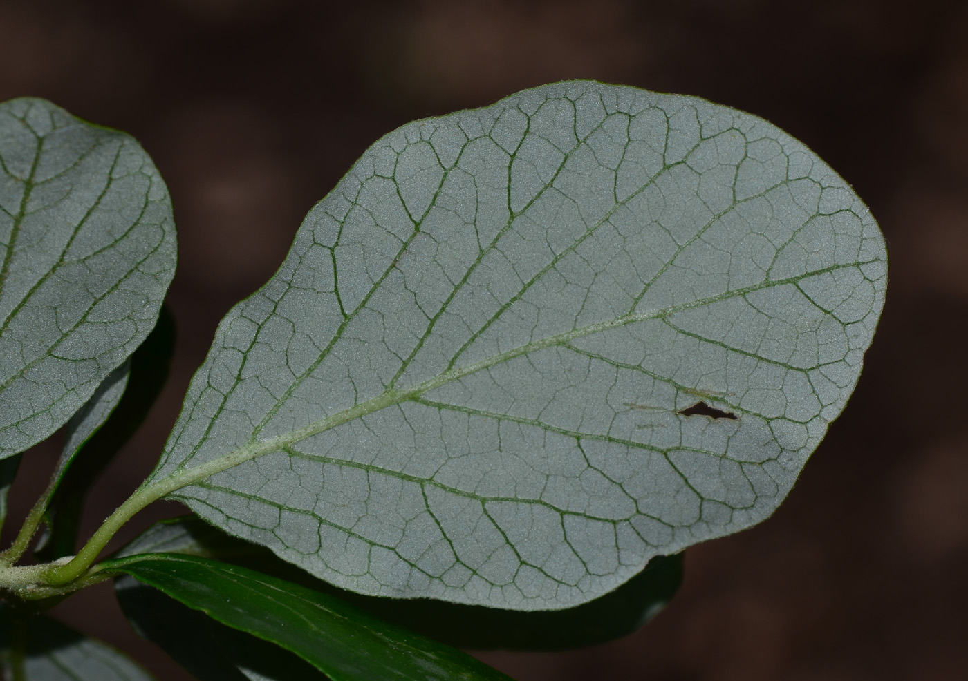 Image of Styrax officinalis specimen.