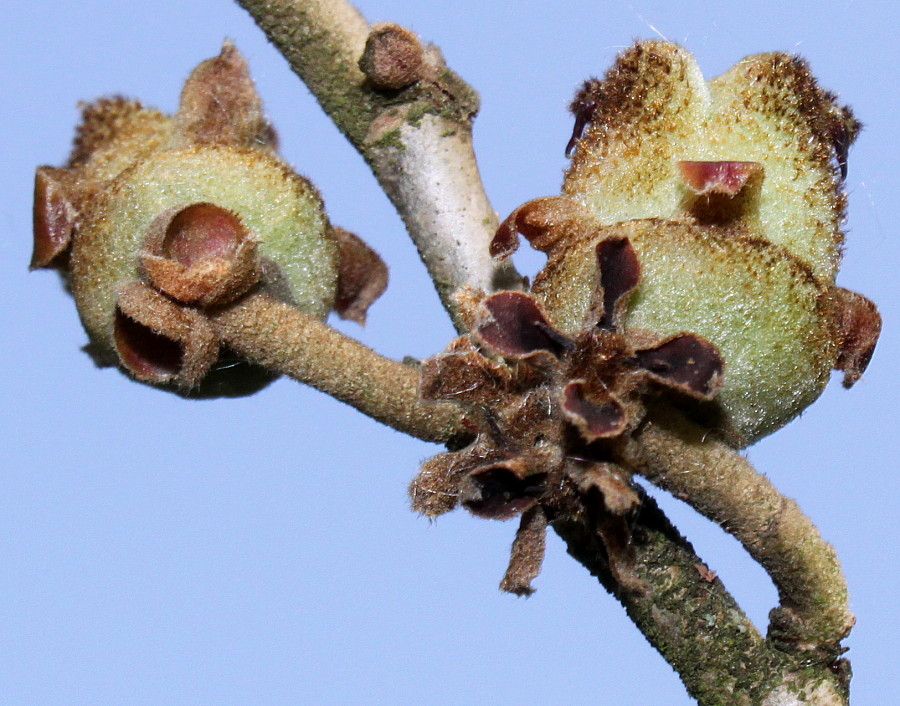 Image of Hamamelis mollis specimen.