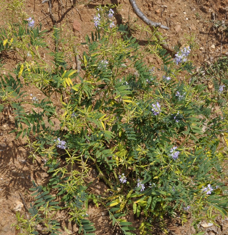 Image of Galega officinalis specimen.