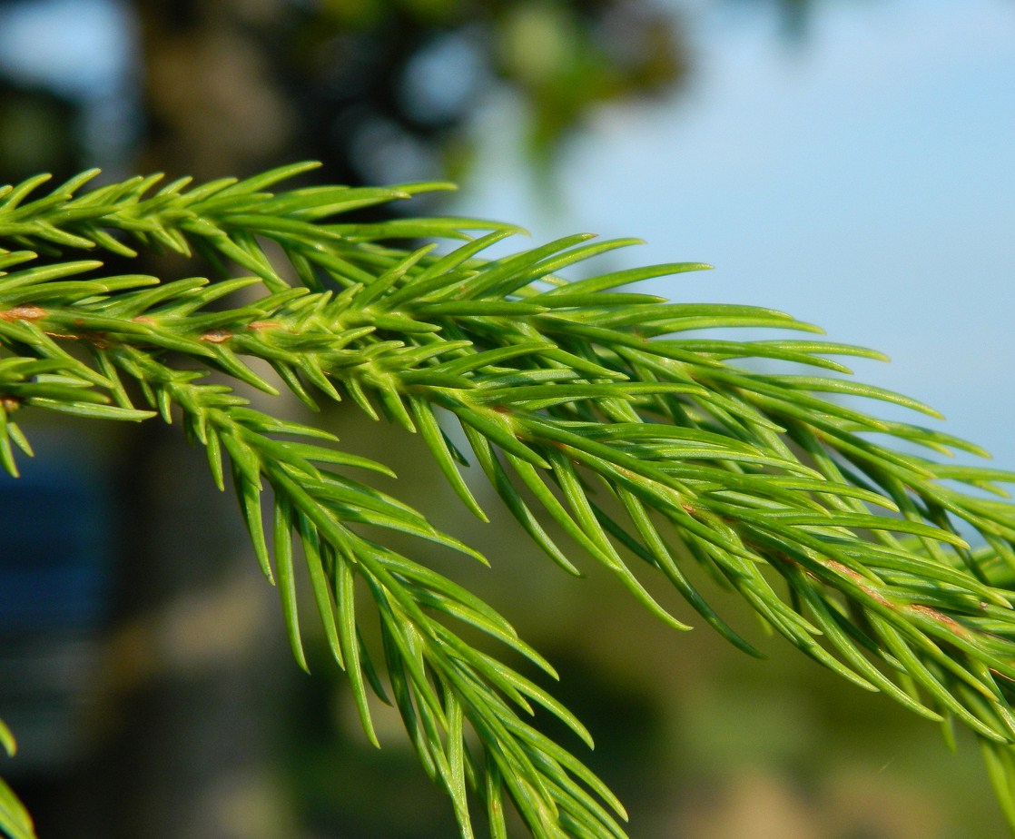 Изображение особи Cryptomeria japonica.