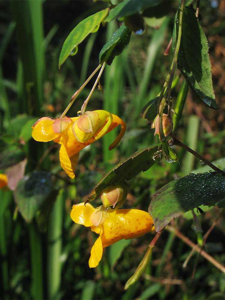 Image of Impatiens capensis specimen.