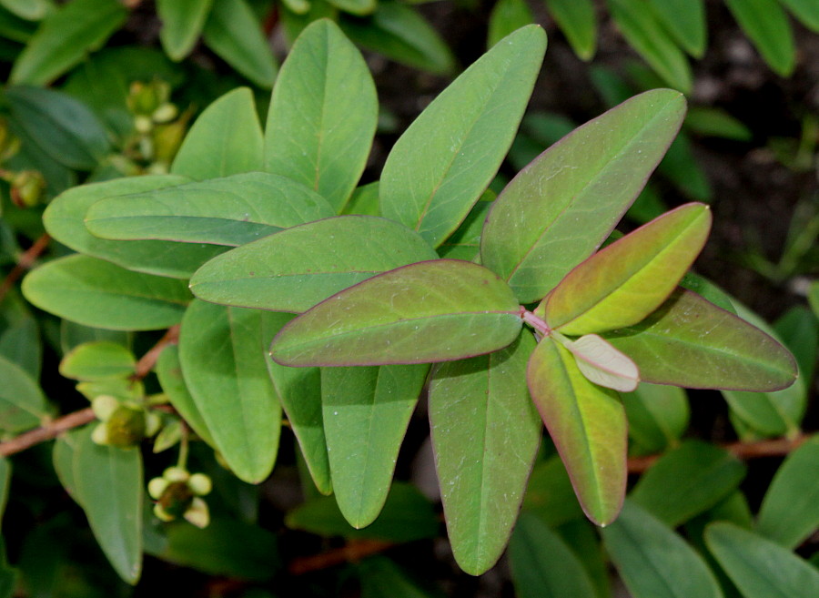 Image of Hypericum hookerianum specimen.