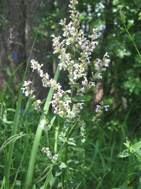 Image of Nepeta nuda specimen.