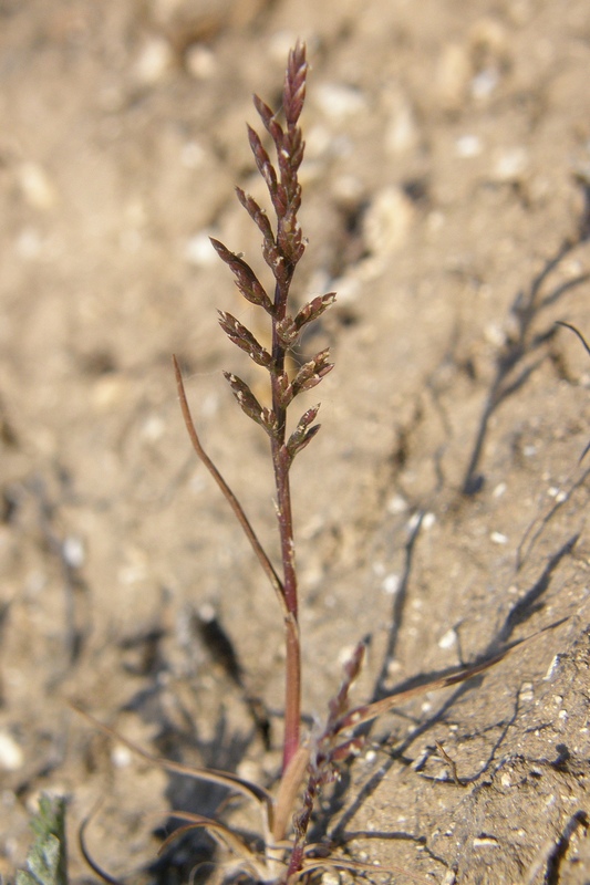 Image of Scleropoa rigida specimen.