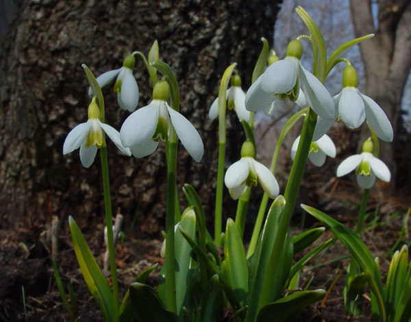 Image of Galanthus plicatus specimen.