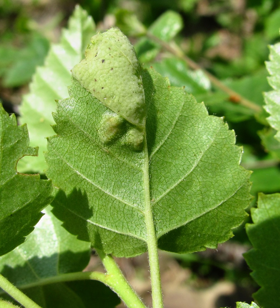 Изображение особи Betula litwinowii.