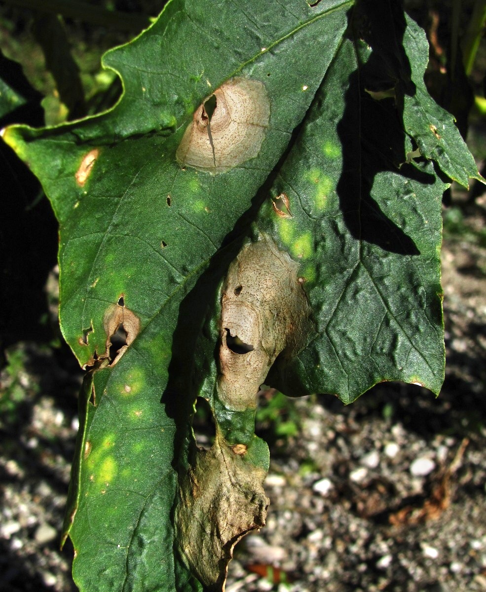 Image of Datura stramonium specimen.