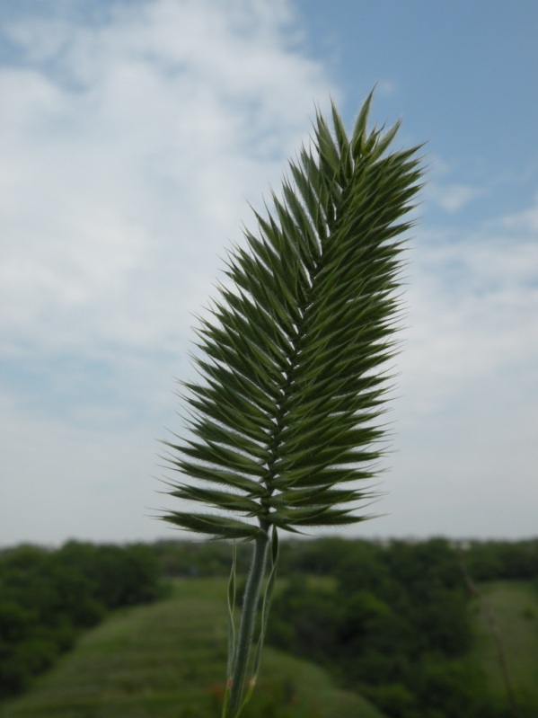 Изображение особи Agropyron pectinatum.