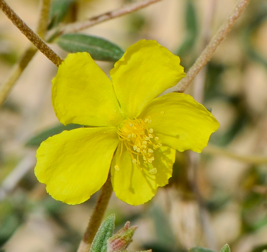 Image of Helianthemum sancti-antonii specimen.