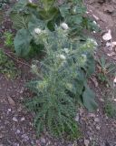 Cirsium echinus