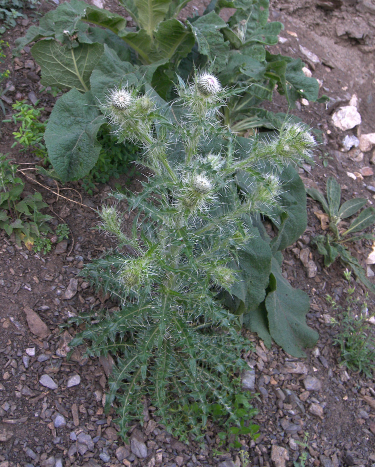 Image of Cirsium echinus specimen.