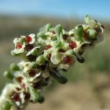 Salsola foliosa