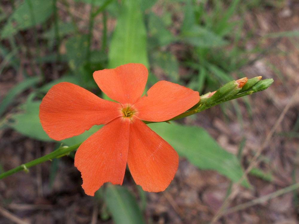 Изображение особи Tricliceras longepedunculatum.