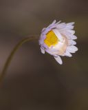 Bellis caerulescens. Соцветие с каплей воды, задержавшейся после дождя. Мурманск, в культуре. 19.06.2014.