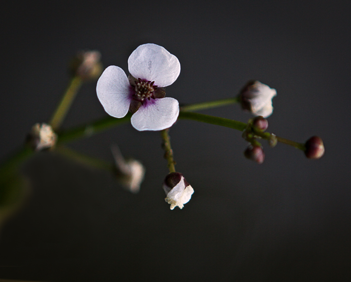 Image of Sagittaria sagittifolia specimen.