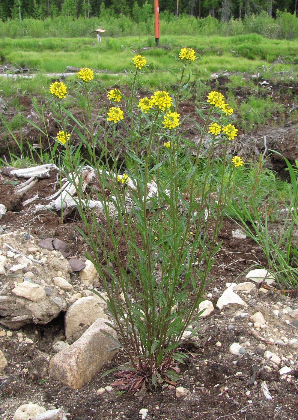 Image of Erysimum hieraciifolium specimen.