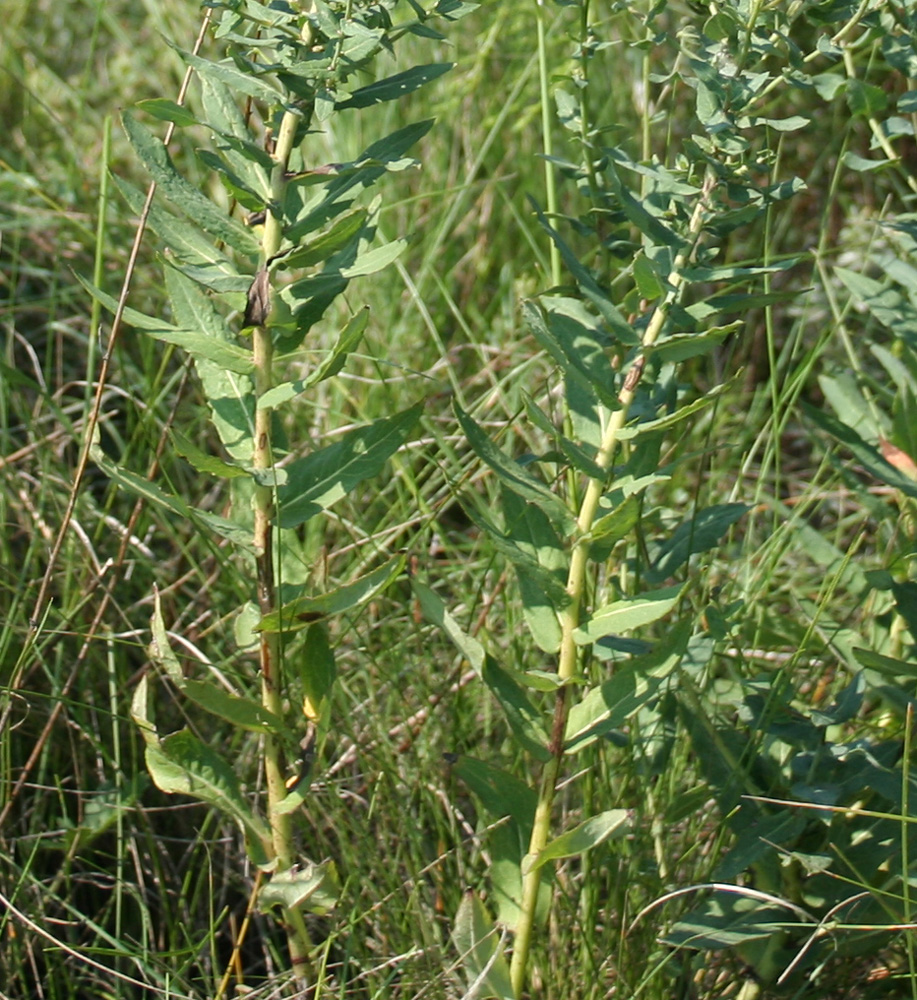 Image of Hieracium robustum specimen.