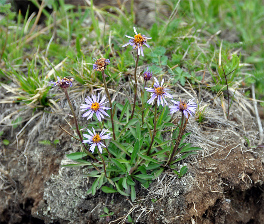 Изображение особи Aster alpinus.