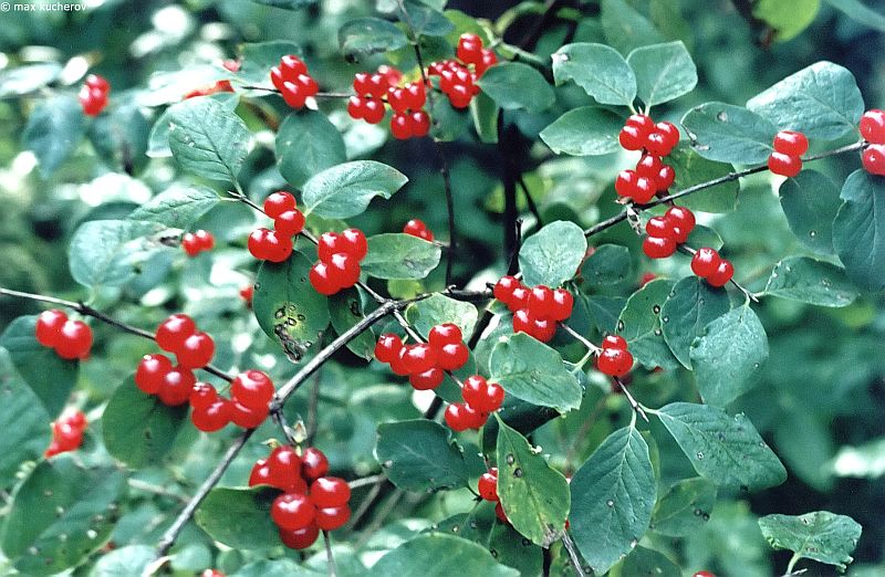 Image of Lonicera xylosteum specimen.