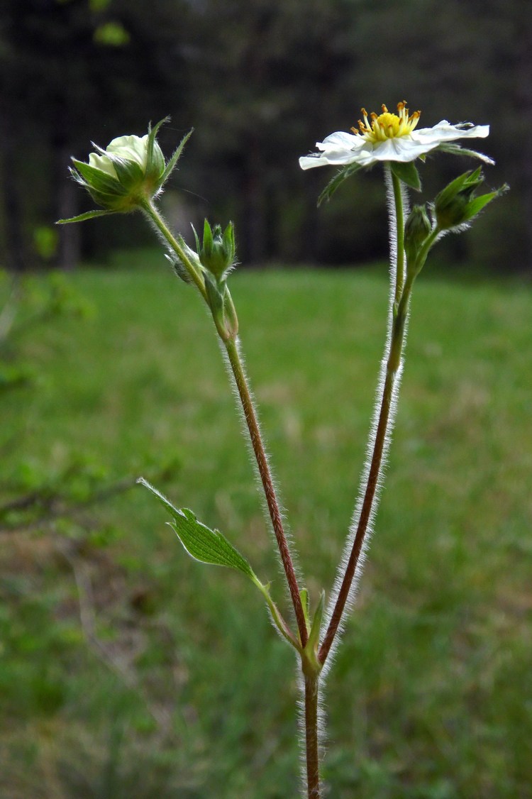 Изображение особи Fragaria viridis.