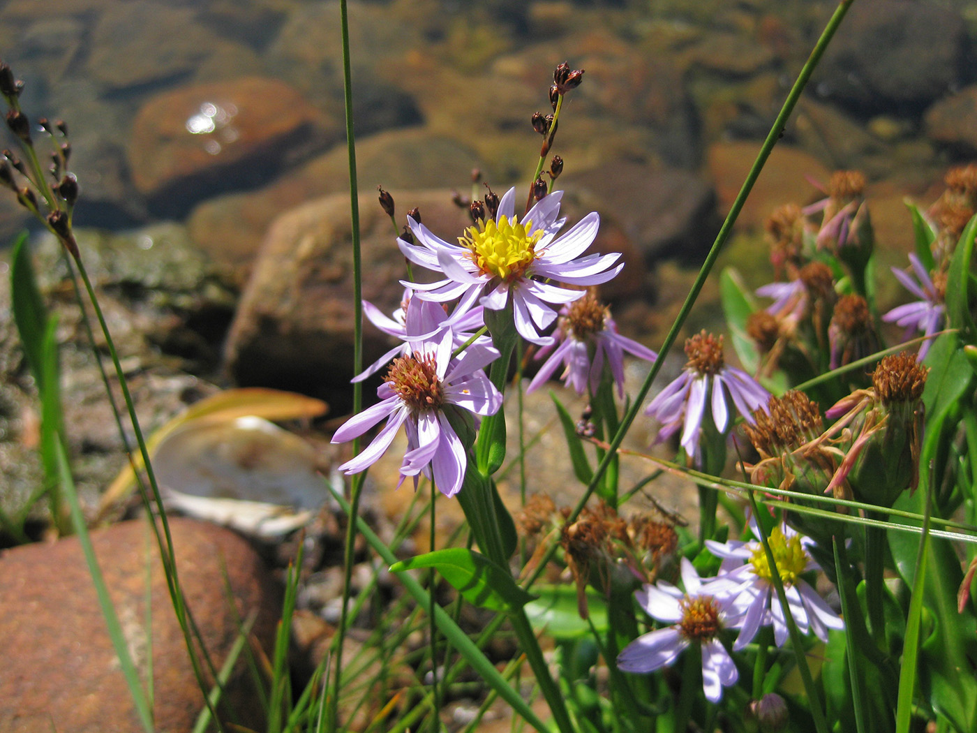 Image of Tripolium pannonicum ssp. tripolium specimen.