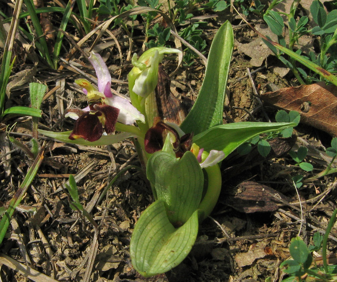 Изображение особи Ophrys oestrifera.