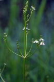 Alisma plantago-aquatica. Верхняя часть соцветия. Санкт-Петербург, Пискарёвский парк. 05.07.2009.